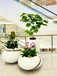 宁波室内花卉出租推荐-杭州湾绿植租赁常见问题-奉化绿色植物租用费用-海曙绿植租赁商家